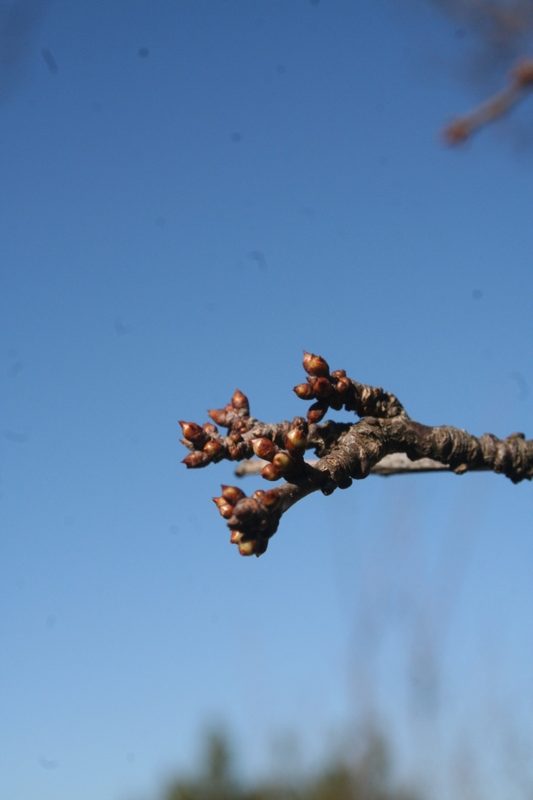 Plum tree buds swelling in the spring sunshine